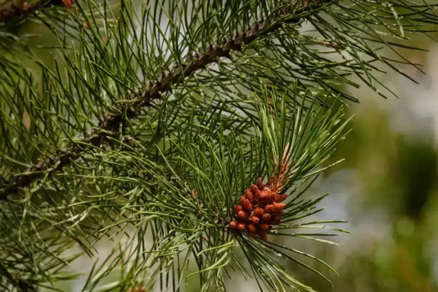 Tαξίδι στο χρόνο για τα πολύτιμα δάση της Μεσογείου και την ιστορία του πεύκου 15