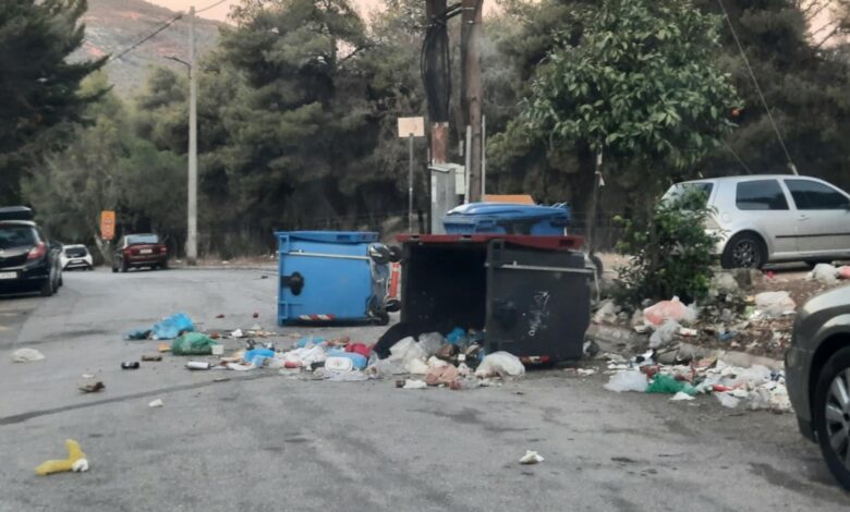 Πεδίο μάχης από τα "θεριά" στο Δαφνί - Τι πρέπει να γίνει 2 Πεδίο μάχης από τα "θεριά" στο Δαφνί - Τι πρέπει να γίνει 1