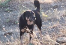 Ελληνικός Ποιμενικός: O γενναίος πιστός σύντροφος, που δεν διστάζει να παλέψει με την αρκούδα! 85