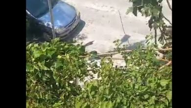 Ο δυνατός αέρας έσπασε κλαδί δέντρου στο κεντρικό Χαϊδάρι 20