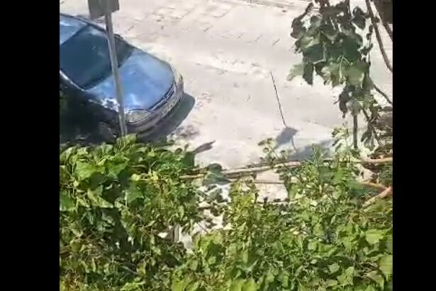 Ο δυνατός αέρας έσπασε κλαδί δέντρου στο κεντρικό Χαϊδάρι 31