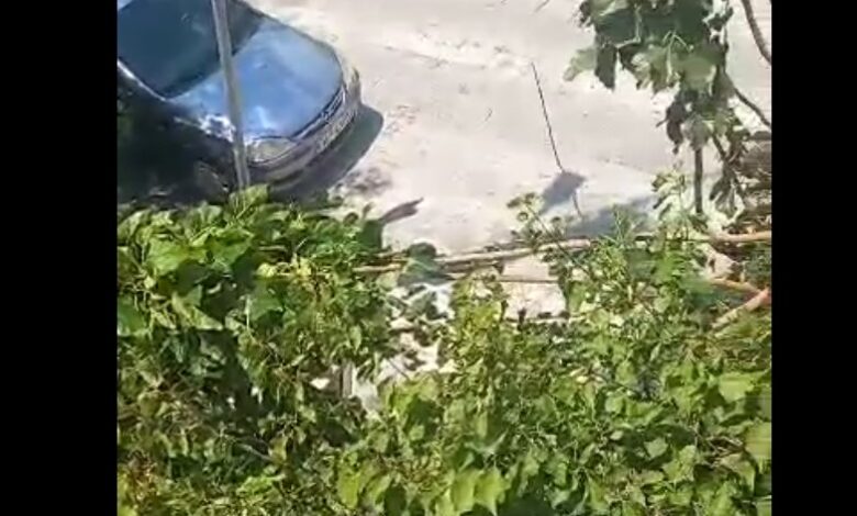 Ο δυνατός αέρας έσπασε κλαδί δέντρου στο κεντρικό Χαϊδάρι 2 Ο δυνατός αέρας έσπασε κλαδί δέντρου στο κεντρικό Χαϊδάρι 1