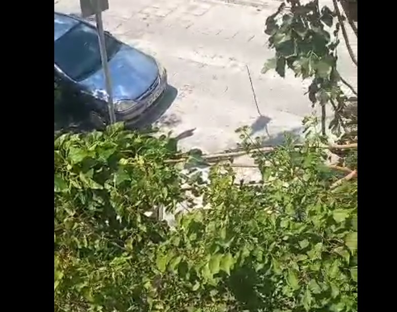 Ο δυνατός αέρας έσπασε κλαδί δέντρου στο κεντρικό Χαϊδάρι 1