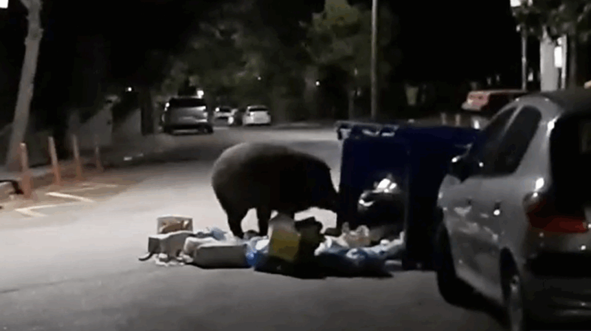 Ο Βαγγέλης κόβει την ανάσα με το μπόι του (βίντεο) - Οδηγίες Δασαρχείου και Δήμου στους κατοίκους, ωστόσο ζητούνται πρακτικά μέτρα 1