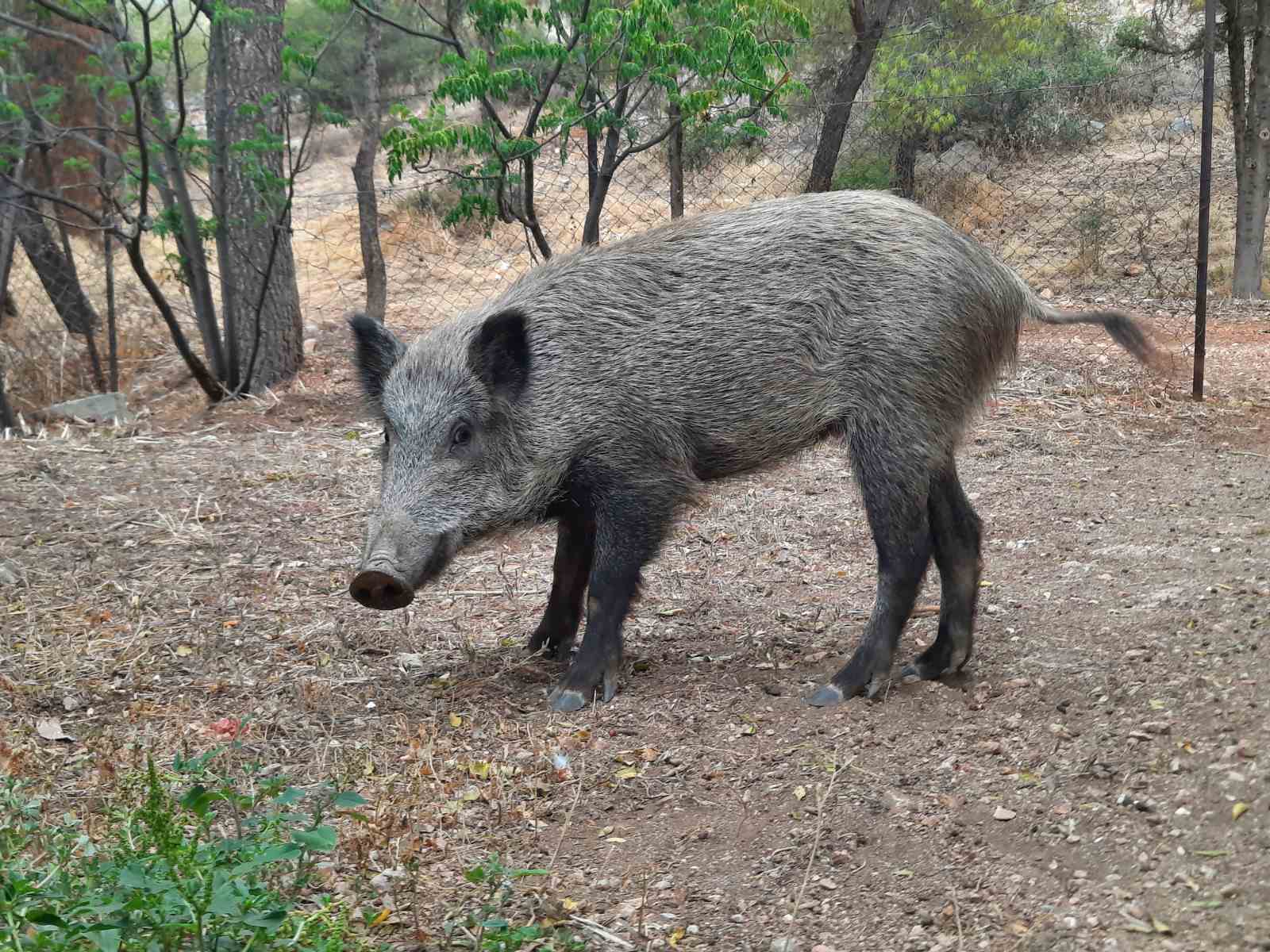 O Βαγγέλης έφυγε για Κιθαιρώνα, οι μάνες τα απογαλάκτισαν και τώρα τα εφηβάκια κάνουν "αλητείες" 5