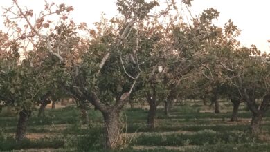 Οι ανεκτίμητης αξίας φυστικιές του Θριάσιου 5