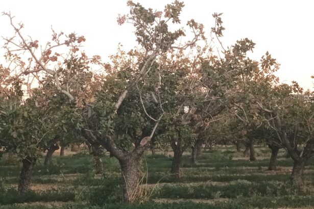 Οι ανεκτίμητης αξίας φυστικιές του Θριάσιου - Ας υποστηριχθεί η τοπική παραγωγή (και) εντός Αττικής! 31