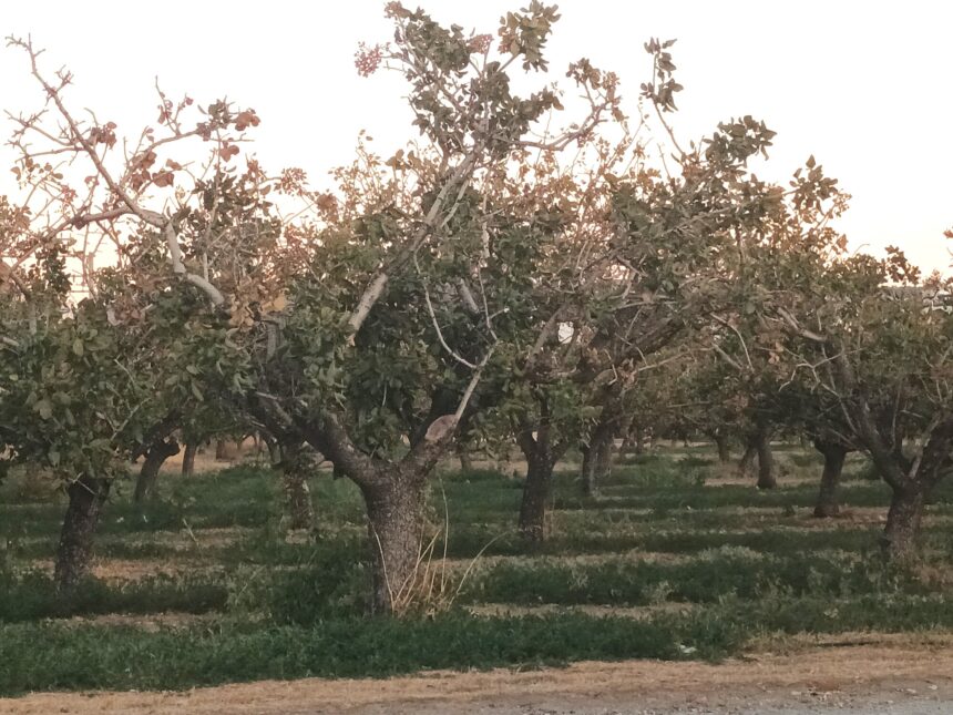Οι ανεκτίμητης αξίας φυστικιές του Θριάσιου - Ας υποστηριχθεί η τοπική παραγωγή (και) εντός Αττικής! 1