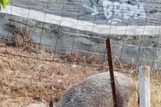 Δάσος Χαϊδαρίου: "Όλη τη νύχτα έξω από το σπίτι μου" - Βίντεο 39