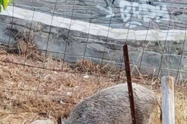 Δάσος Χαϊδαρίου: "Όλη τη νύχτα έξω από το σπίτι μου" - Βίντεο 37