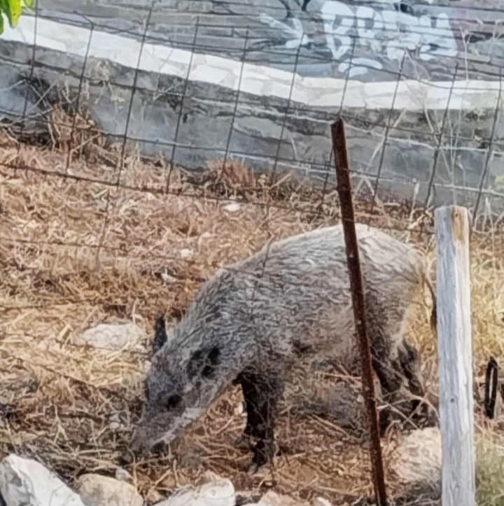 Δάσος Χαϊδαρίου: "Όλη τη νύχτα έξω από το σπίτι μου" - Βίντεο 1