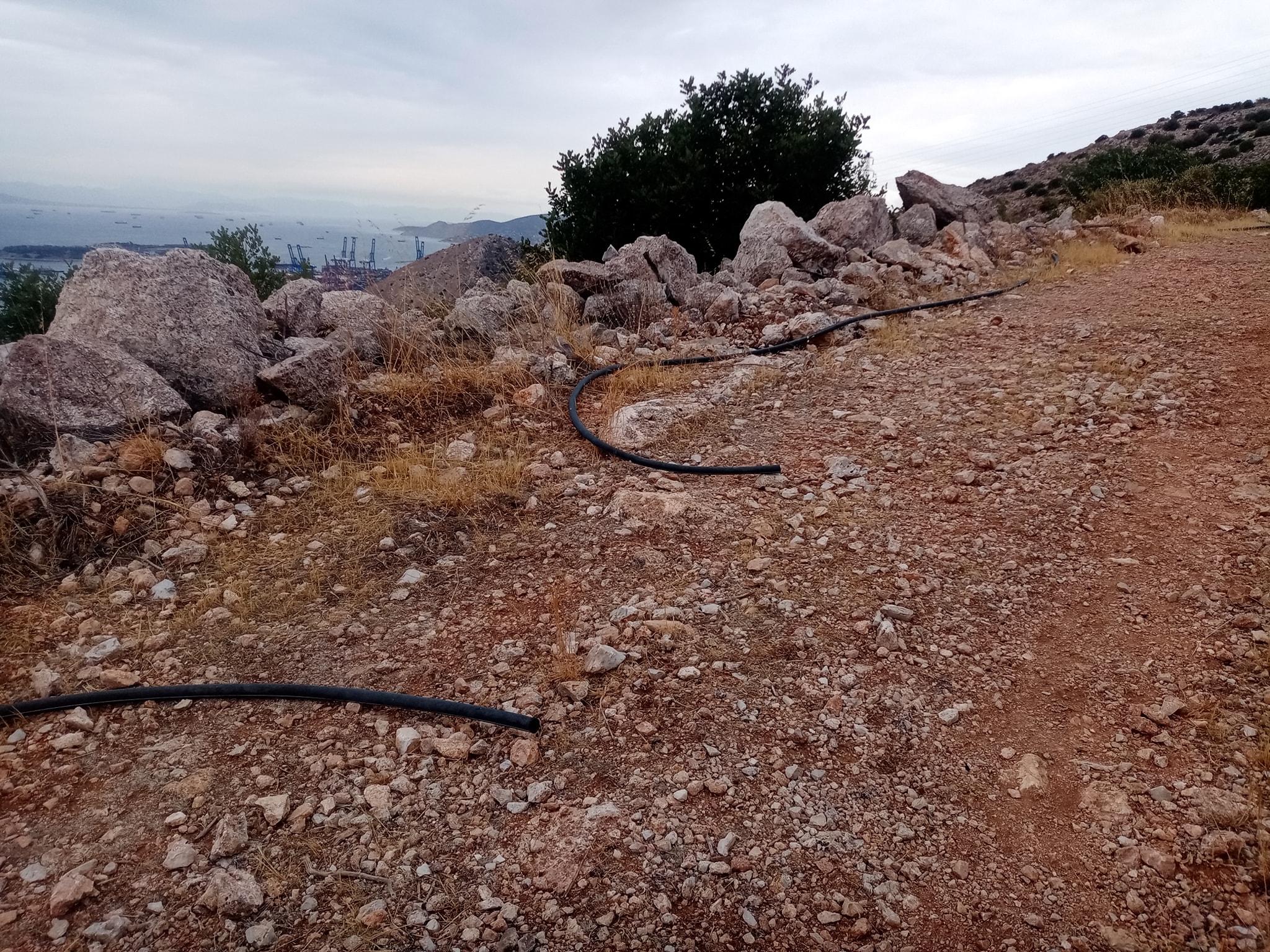 Μια θλιβερή αναδάσωση στις πλαγιές του όρους Αιγάλεω 9