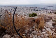Μια θλιβερή αναδάσωση στις πλαγιές του όρους Αιγάλεω 29