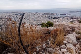 Μια θλιβερή αναδάσωση στις πλαγιές του όρους Αιγάλεω 43