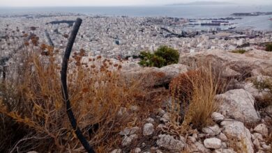 Μια θλιβερή αναδάσωση στις πλαγιές του όρους Αιγάλεω 5