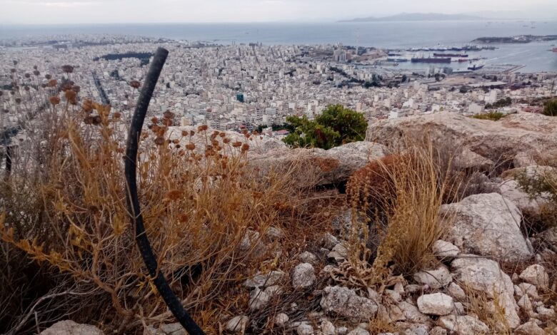 Μια θλιβερή αναδάσωση στις πλαγιές του όρους Αιγάλεω 1