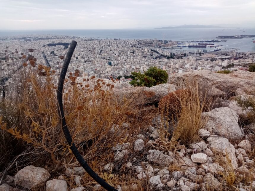 Μια θλιβερή αναδάσωση στις πλαγιές του όρους Αιγάλεω 1