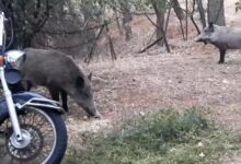 Τον Βαγγέλη τον στείλαμε Κιθαιρώνα, οι μάνες τα απογαλάκτισαν και τώρα τα εφηβάκια κάνουν "αλητείες" 41