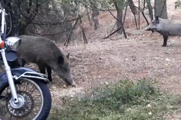 O Βαγγέλης έφυγε για Κιθαιρώνα, οι μάνες τα απογαλάκτισαν και τώρα τα εφηβάκια κάνουν "αλητείες" 47