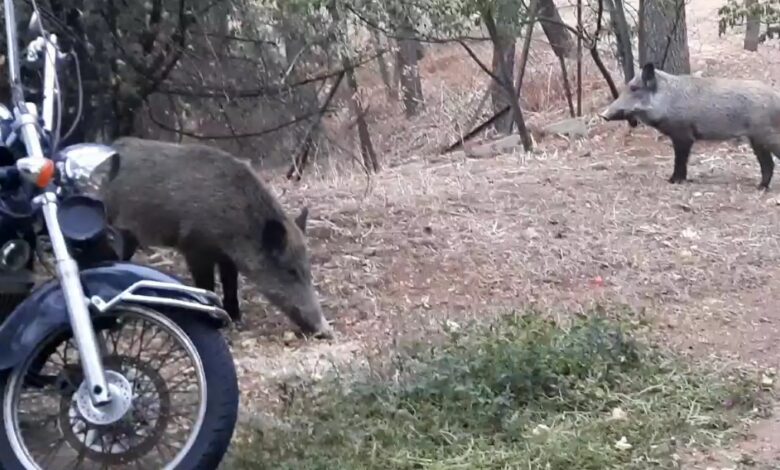 Τον Βαγγέλη τον στείλαμε Κιθαιρώνα, οι μάνες τα απογαλάκτισαν και τώρα τα εφηβάκια κάνουν "αλητείες" 1
