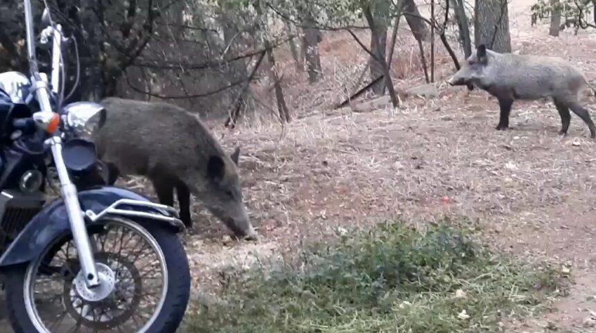 O Βαγγέλης έφυγε για Κιθαιρώνα, οι μάνες τα απογαλάκτισαν και τώρα τα εφηβάκια κάνουν "αλητείες" 1