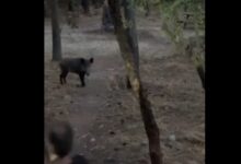 Στενές επαφές και ανησυχία 33