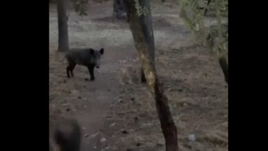 Στενές επαφές και ανησυχία 11
