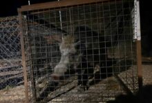 Μεγάλη επιχείρηση στο Δαφνί: Παγιδεύτηκαν δύο κάπροι - Εντυπωσιακά βίντεο και φωτογραφίες - "Καλή τύχη στους δυο μάγκες!" 46