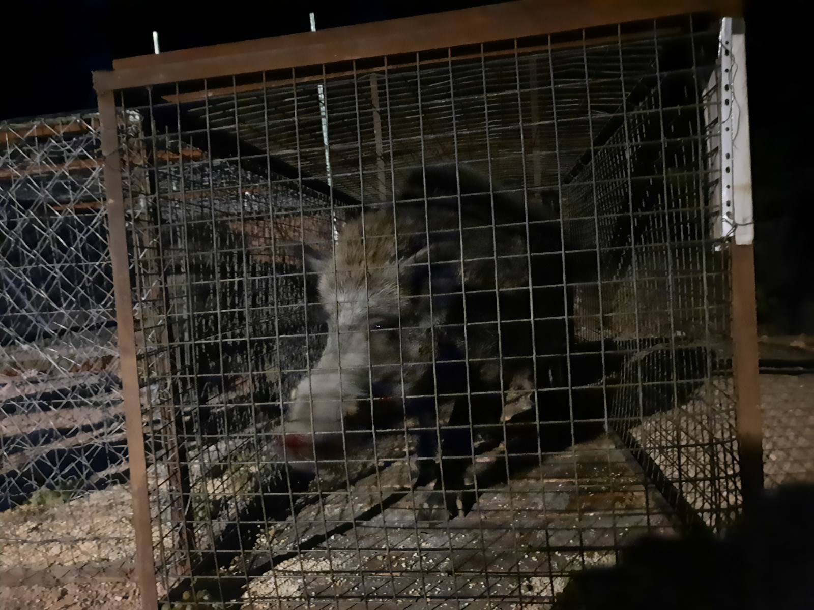 Μεγάλη επιχείρηση στο Δαφνί: Παγιδεύτηκαν δύο κάπροι - Εντυπωσιακά βίντεο και φωτογραφίες - "Καλή τύχη στους δυο μάγκες!" 20 Μεγάλη επιχείρηση στο Δαφνί: Παγιδεύτηκαν δύο κάπροι - Εντυπωσιακά βίντεο και φωτογραφίες - "Καλή τύχη στους δυο μάγκες!" 19