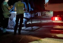 Στον Κιθαιρώνα 7 ακόμη αγριογούρουνα από το Δαφνί - Σαμποτάζ της επιχείρησης υποπτεύεται το Δασαρχείο - Φωτογραφίες και βίντεο 27