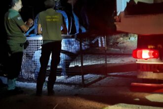 Στον Κιθαιρώνα 7 ακόμη αγριογούρουνα από το Δαφνί - Σαμποτάζ της επιχείρησης υποπτεύεται το Δασαρχείο - Φωτογραφίες και βίντεο 37