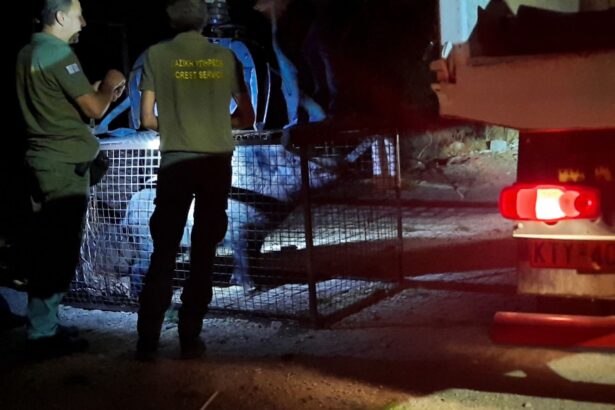 Στον Κιθαιρώνα 7 ακόμη αγριογούρουνα από το Δαφνί - Σαμποτάζ της επιχείρησης υποπτεύεται το Δασαρχείο - Φωτογραφίες και βίντεο 47
