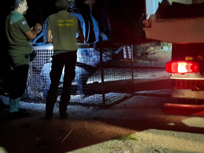 Στον Κιθαιρώνα 7 ακόμη αγριογούρουνα από το Δαφνί - Σαμποτάζ της επιχείρησης υποπτεύεται το Δασαρχείο - Φωτογραφίες και βίντεο 1