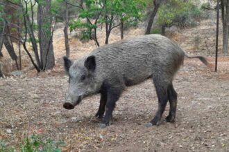 Δήμος Πετρούπολης: Σχετικά με την εμφάνιση άγριων ζώων στο Ποικίλο Όρος 25