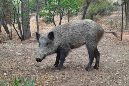 Δήμος Πετρούπολης: Αγριογούρουνα και λύκοι θα επιστρέψουν στο βουνό, αν δεν βρουν τροφή στην πόλη 103