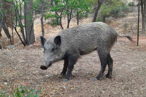 Δήμος Πετρούπολης: Αγριογούρουνα και λύκοι θα επιστρέψουν στο βουνό, αν δεν βρουν τροφή στην πόλη 115