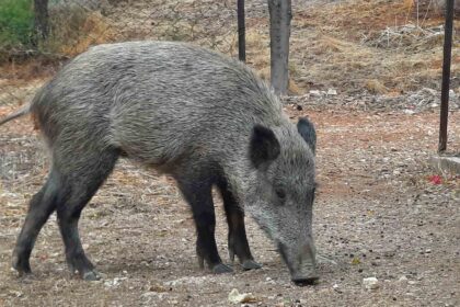 Την "ύστατη λύση" επιστρατεύει το Δασαρχείο για τα αγριογούρουνα σε Χαϊδάρι - Ποικίλο 6