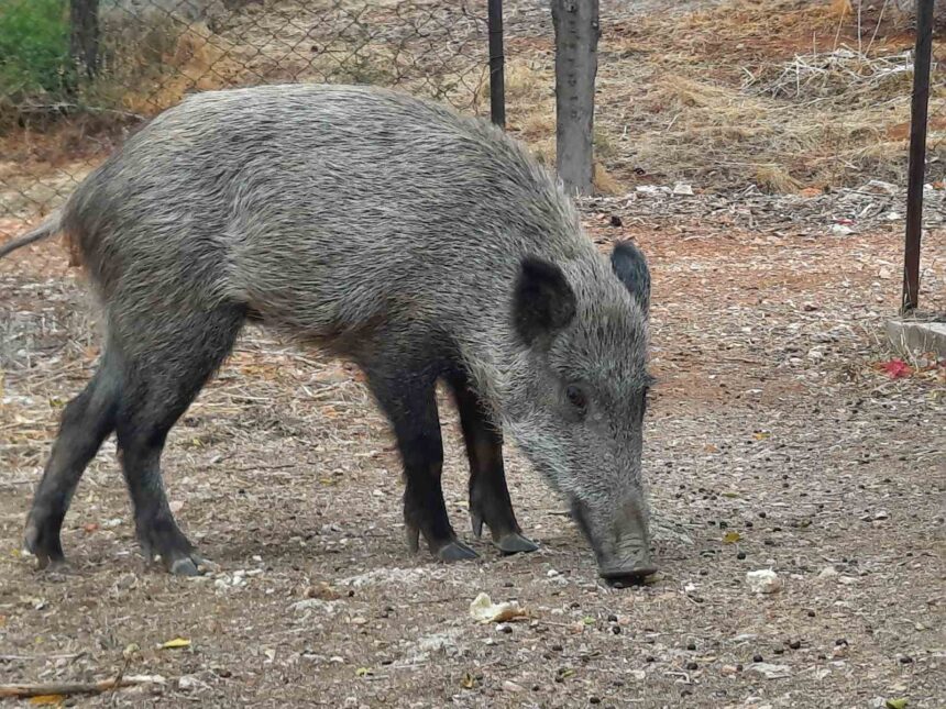 Την "ύστατη λύση" επιστρατεύει το Δασαρχείο για τα αγριογούρουνα σε Χαϊδάρι - Ποικίλο 1