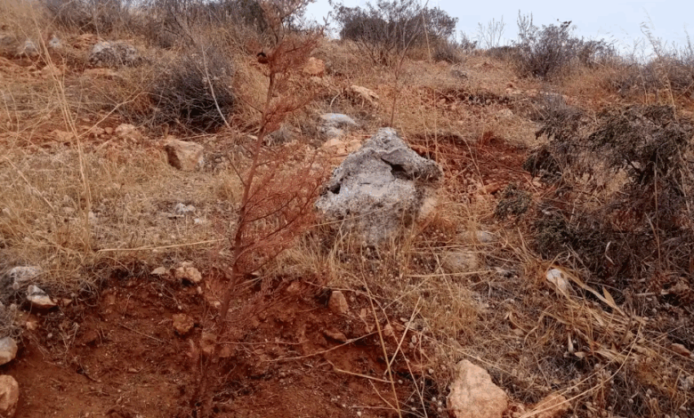 Δικαίωση των εθελοντών - Η "θλιβερή αναδάσωση" στο Όρος Αιγάλεω δεν πέρασε "στο ντούκου" 1
