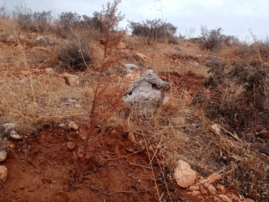 Δικαίωση των εθελοντών - Η "θλιβερή αναδάσωση" στο Όρος Αιγάλεω δεν πέρασε "στο ντούκου" 1