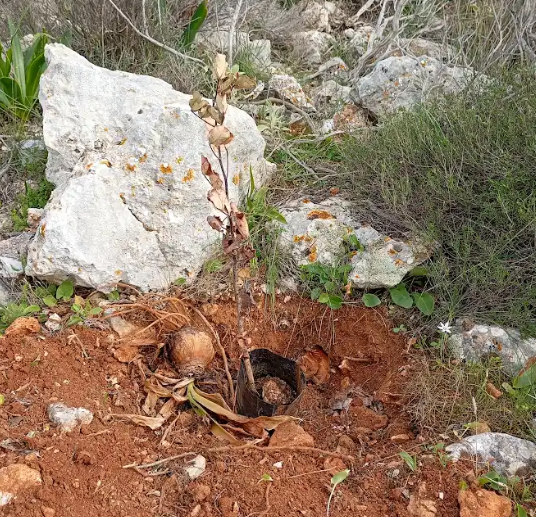 Δικαίωση των εθελοντών - Η "θλιβερή αναδάσωση" στο Όρος Αιγάλεω δεν πέρασε "στο ντούκου" 3