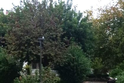 Για το πότισμα μέσα στη βροχή 3