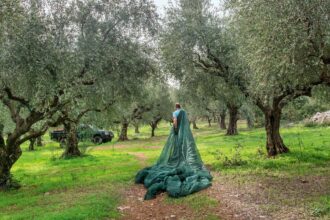 "Είναι πιο εύκολο να κυνηγάς τον ελαιοπαραγωγό παρά να συγκρουστείς με τη διαφθορά" 23