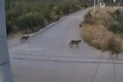 Λύκοι στην Ιπποκράτειο Πολιτεία: Τι αναφέρει η Περιβαλλοντική Οργάνωση Καλλιστώ 5