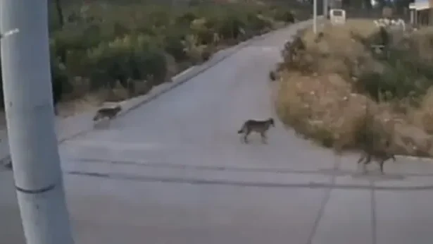 Λύκοι στην Ιπποκράτειο Πολιτεία: Τι αναφέρει η Περιβαλλοντική Οργάνωση Καλλιστώ 87