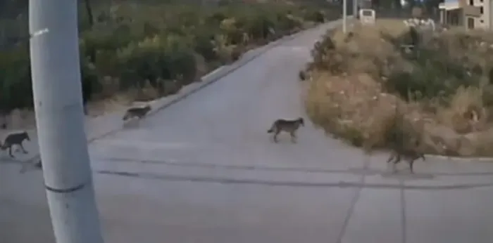 Λύκοι στην Ιπποκράτειο Πολιτεία: Τι αναφέρει η Περιβαλλοντική Οργάνωση Καλλιστώ 1