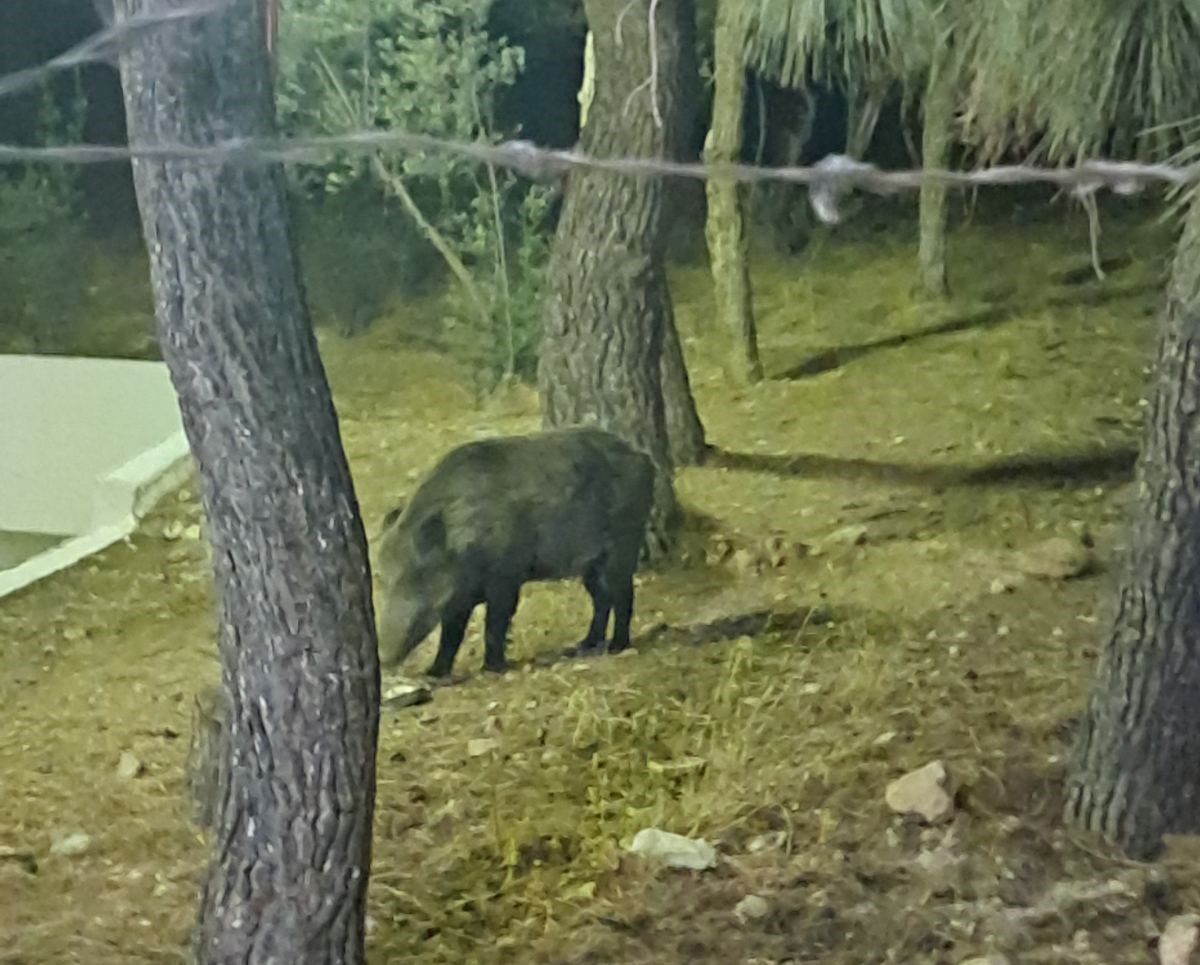 Την "ύστατη λύση" επιστρατεύει το Δασαρχείο για τα αγριογούρουνα σε Χαϊδάρι - Ποικίλο 3 Δασαρχείο