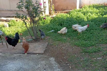 Επιτρέπεται η διατήρηση οικόσιτων ζώων στους Δήμους του Λεκανοπεδίου της Αθήνας; 8