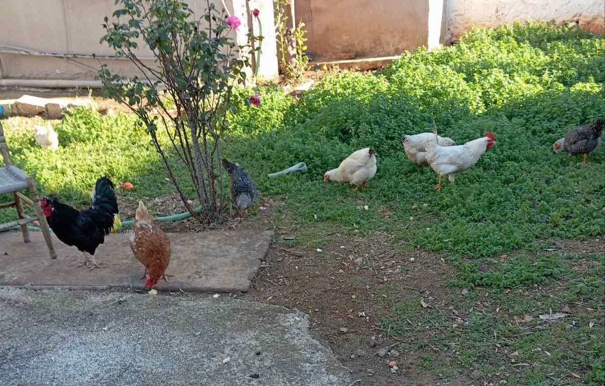 Επιτρέπεται η διατήρηση οικόσιτων ζώων στους Δήμους του Λεκανοπεδίου της Αθήνας; 157