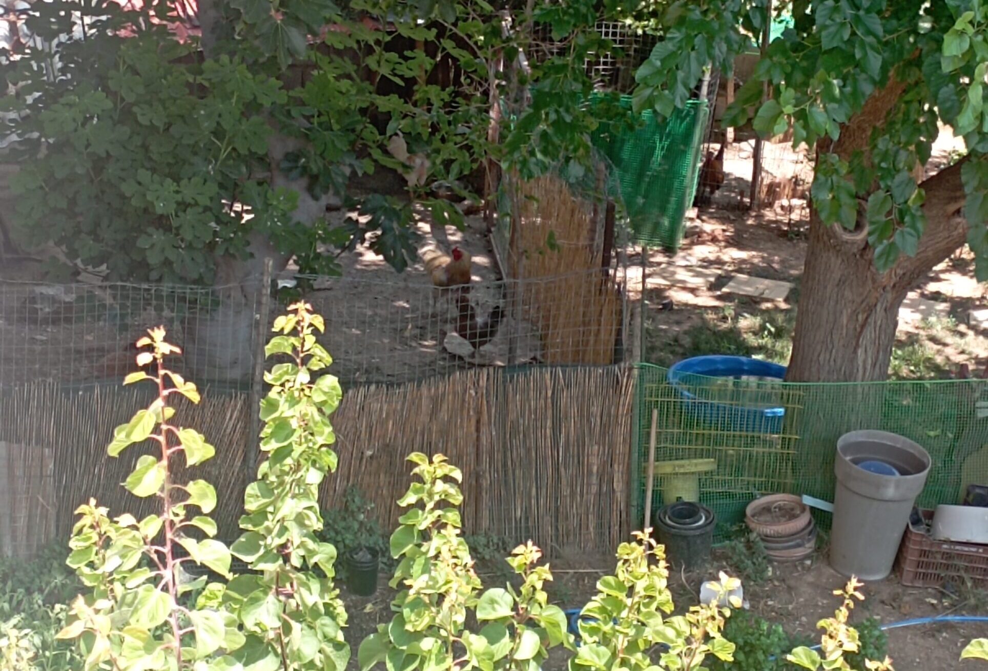 Επιτρέπεται η διατήρηση οικόσιτων ζώων στους Δήμους του Λεκανοπεδίου της Αθήνας; 6 Επιτρέπεται η διατήρηση οικόσιτων ζώων στους Δήμους του Λεκανοπεδίου της Αθήνας; 5